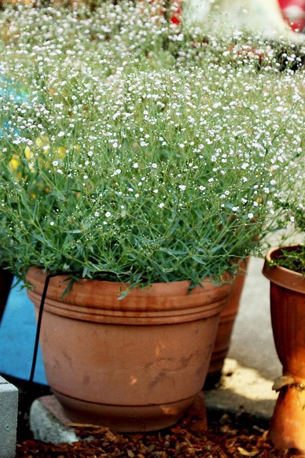 Baby's Breath Euphorbia alkaa olla suosittu joulunaikana yhdessä toisen Euphorbian