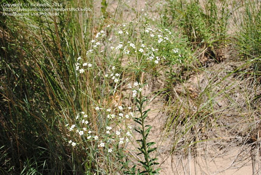 Vauvan hengityksen Euphorbia-kasvit (Euphorbia hypericifolia) näyttävät vaahtoavilta ilmakukkien