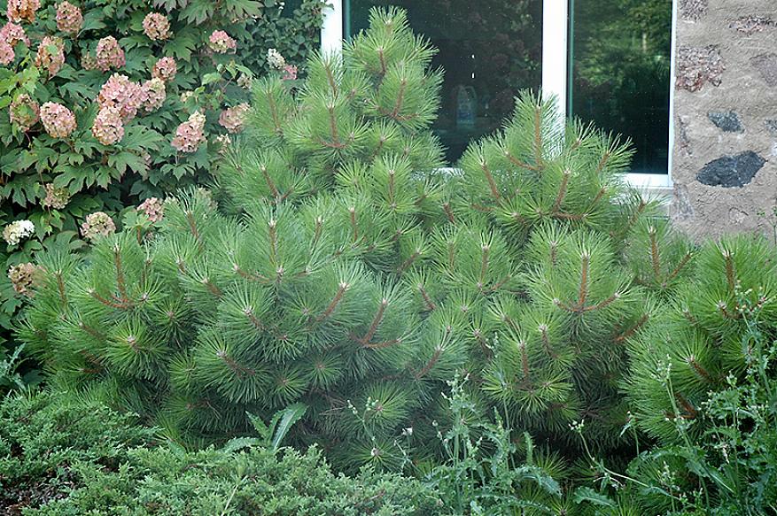 Itävaltalainen mänty (Pinus nigra) voisi olla täydellinen havupuu kaupunkimaisemallesi