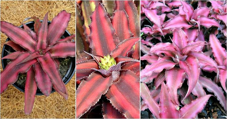 Cryptanthus-bromeliadit