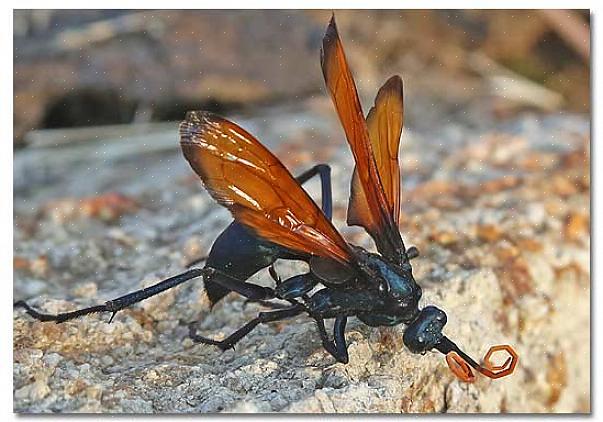 Tarantula Hawk Wasp on lounaaseen kuuluva tavallinen aavikon ampiainen