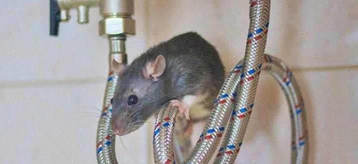 Kattorotta (rattus rattus)