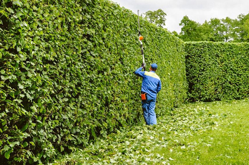 Euonymus alatus eli "palava pensas" toimii myös arvokkaana kasvina syksyn