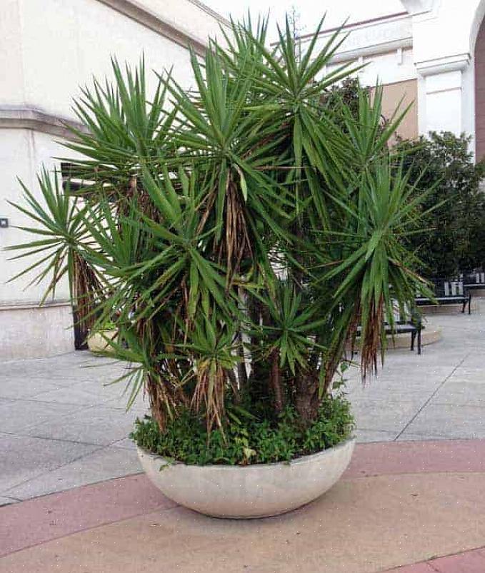 Yucca on ajoittain karsittava takaisin