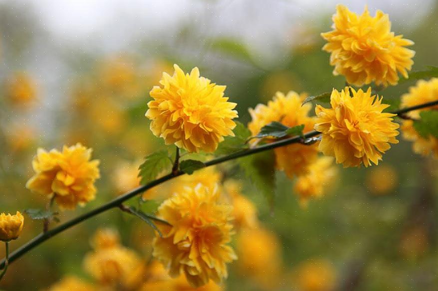 Japanilainen ruusu (Kerria japonica) on lehtipuu kukkiva pensas