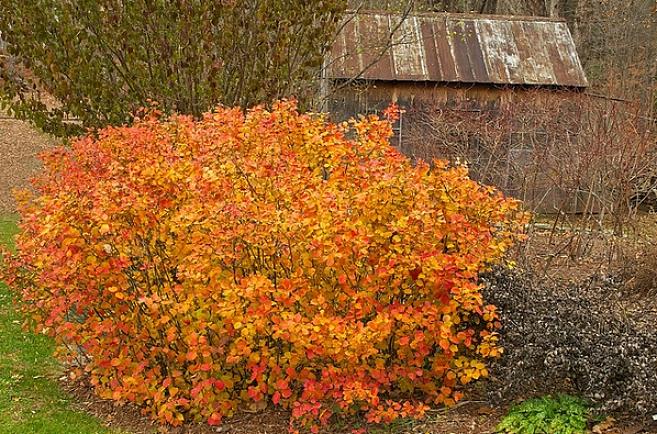 Kasvien taksonomia luokittelee nämä kääpiöfothergilla-pensaat Fothergilla gardeniin 'Mount Airy'