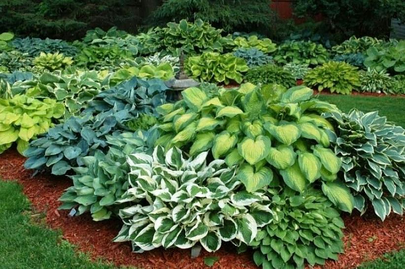 European Hosta Society kertoo