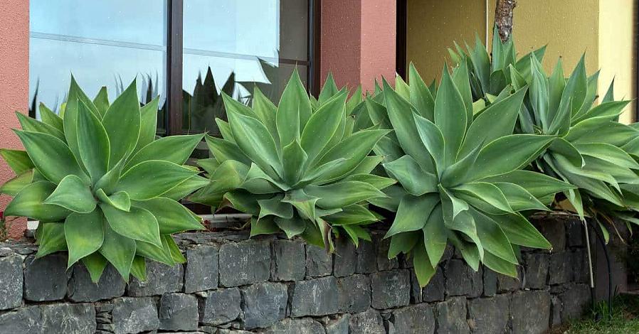 Kuten Foxtail Agave (Agave attenuata)