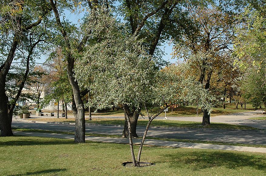 Hopeinen buffaloberry (Shepherdia argentea) on karu pensas