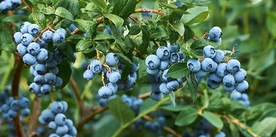 Jos niiden sallitaan pysyä kasvissa vähintään viikon kuluttua sinistymisestä