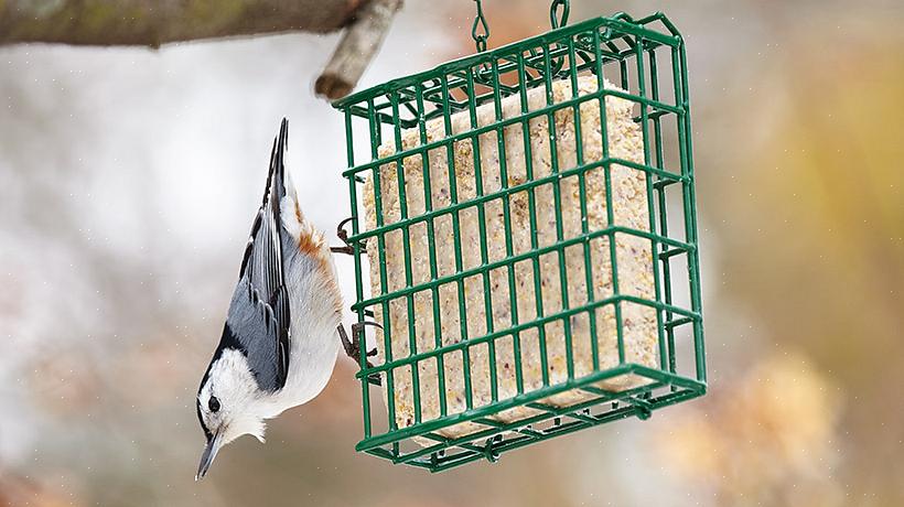 Suet on suosittu ruoka monille takapihan linnuille