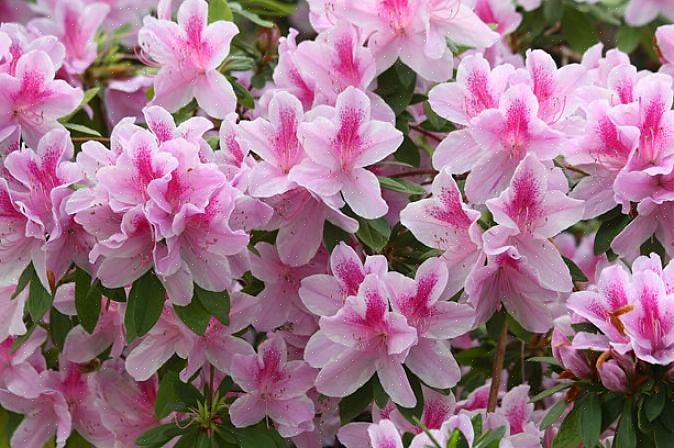 Kaikki atsaleat kuuluvat Rhododendron-sukuun