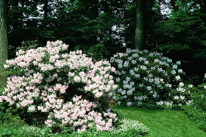 Rododendronit pitävät hyvin valutettua maata