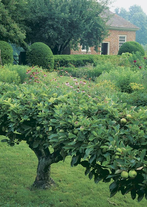 Espalier on muinainen taidemuoto