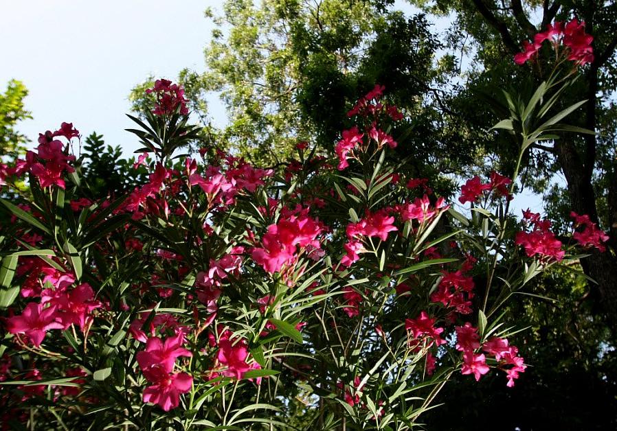 Oleander (Nerium oleander) on tuoksuva kukkiva ikivihreä pensas tai pieni puu