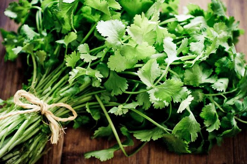 Cilantro muistuttaa ulkonäöltään tasaista persiljaa