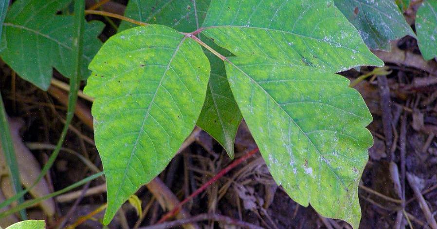 Poison Ivy -kasvit kasvattavat myös marjoja