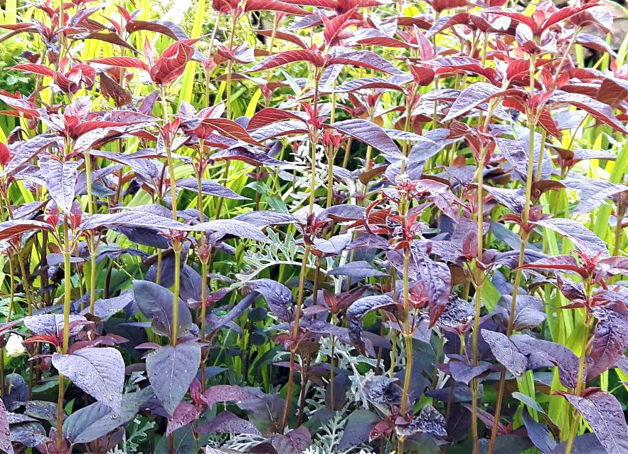 Purppuranlehtinen loosestrife (Lysimachia ciliata 'Purpurea') ovat yleisiä aggressiivisia kasveja