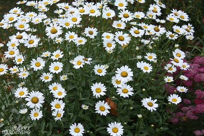 Käytä Becky shasta päivänkakkara kukkia monivuotisten kukkien rajoissa