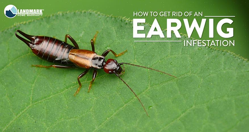 Earwigs ruokkii yöllä ja etsi kosteaa