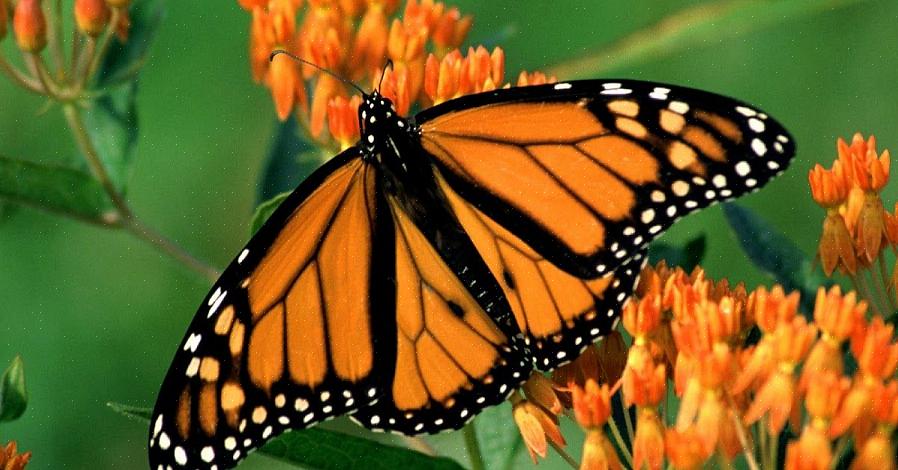 Butterfly-rikkaruoho on myös itsessään erittäin houkutteleva maisemointilaitos