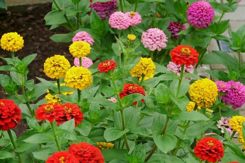 Suurin osa Zinnia elegans -lajikkeista on korkeita kasveja