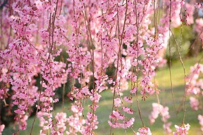 Prunus serrulata -lajilla (japanilainen kirsikka) on muutamia roikkuvia lajikkeita