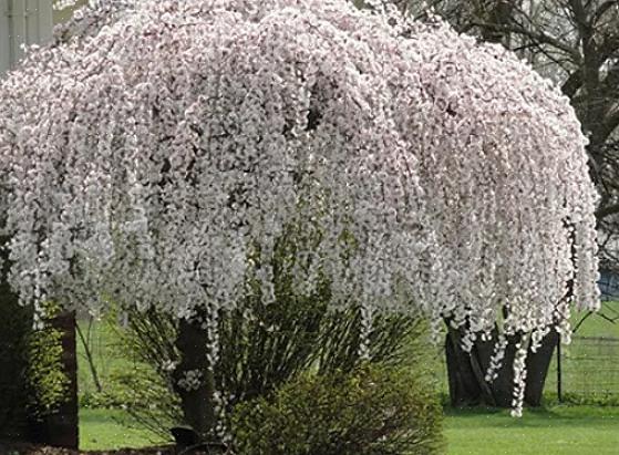 Itkevät kirsikkapuut (Prunus spp.) On sisällytettävä mihin tahansa parhaiden CSS-yksilöiden luetteloon