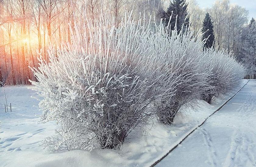 Suositut kasvit visuaaliseen kiinnostukseen talvella