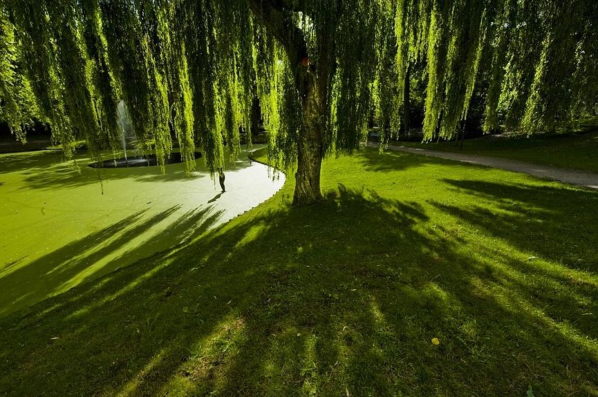 Itkevä paju on luultavasti tunnetuin itkevistä puista