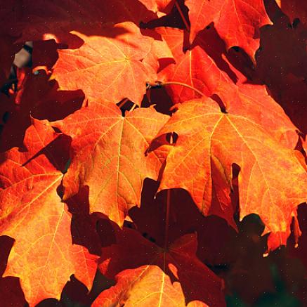 Toinen hyvä valinta punaisen syksyn lehvistöön on Acer rubrum 'Franksred'