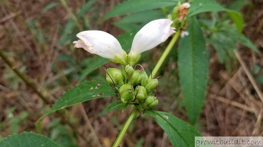 Kokeile istuttaa kilpikonna (Chelone obliqua)