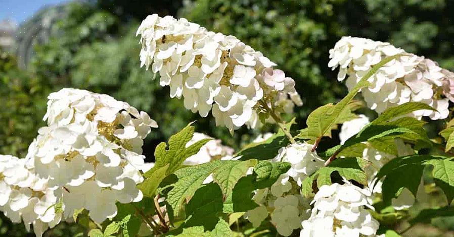 Kesällä Snow Queen oakleaf -hortensia kukkii klustereina