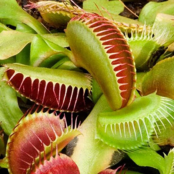 Voit joko sekoittaa sellaisen itse tai etsiä Venus flytrap -maaperää tämän saavuttamiseksi