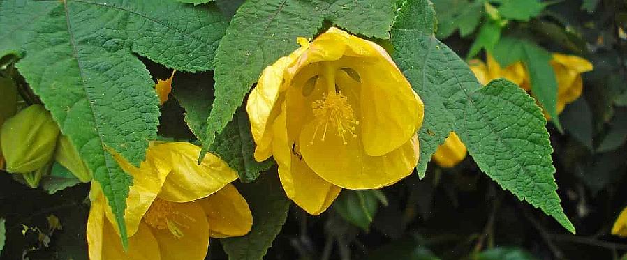 Pohjoisten yleisimmin kasvamien Abutilon-kasvien täydellinen tieteellinen nimi on Abutilon x hybridum