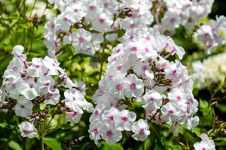 Phlox paniculata tai "puutarhofloksi" kutsutaan joskus yksinkertaisesti "korkeiksi flokseiksi"