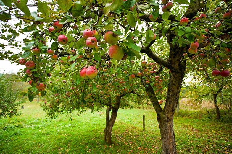 Kääpiö Cavendish-banaanipuu on 8-10 metriä pitkä