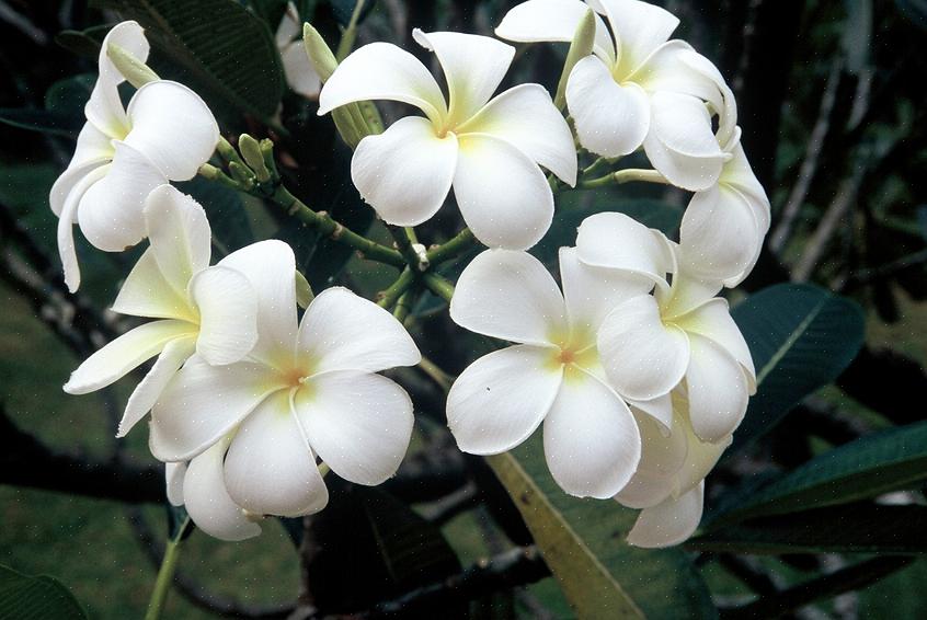 Valkoinen frangipani (Plumeria alba) on lehtipuinen plumeriapuu