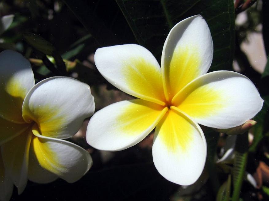 Plumeria alban lehdet tuottavat maitomaista mehua