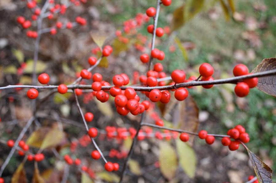 Winterberry (Ilex verticillata) on kotoisin Itä-Kanadasta