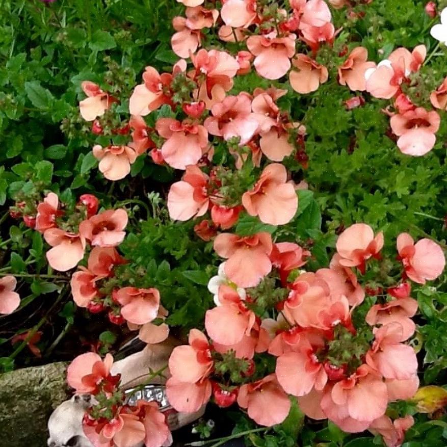 Diascia suosii viileämpiä lämpötiloja