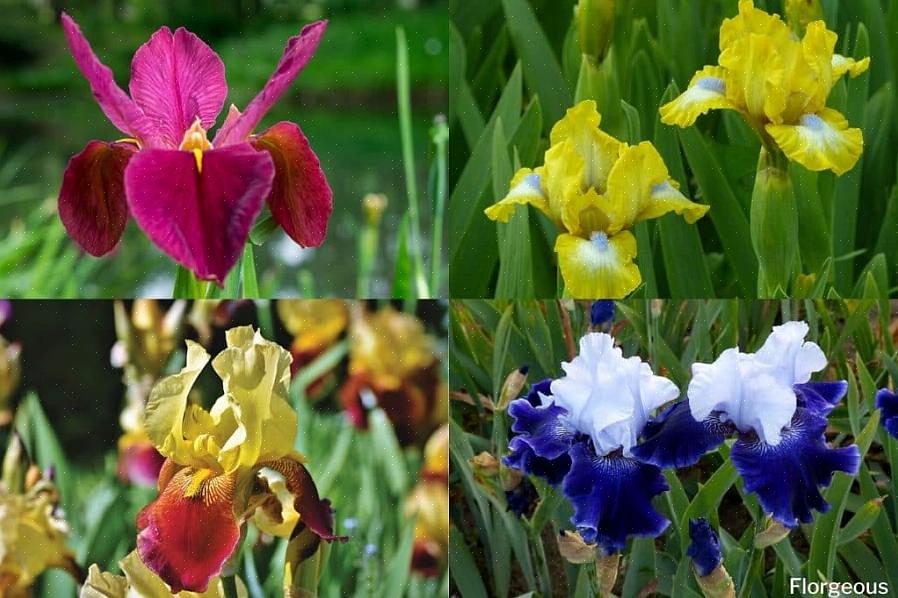 Kasvien taksonomia luokittelee tämän kääpiön Iris reticulataksi