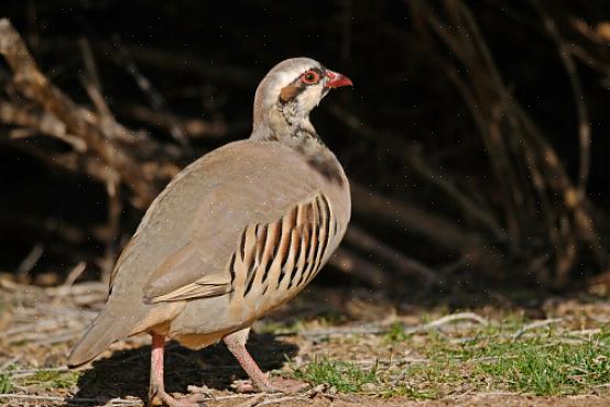 Chukar-munat ovat kermanvärisiä keltaisia tai kelta-valkoisia