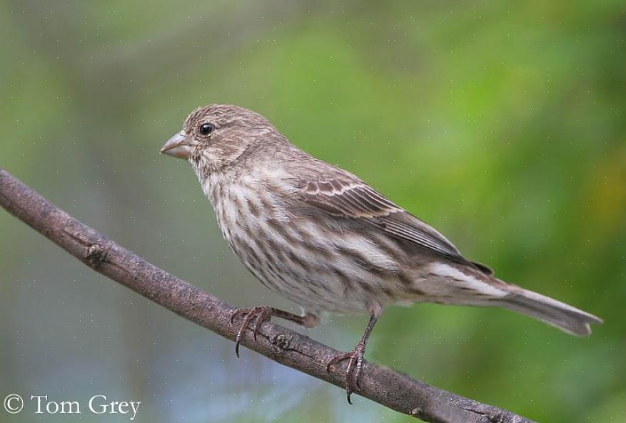 Linnet (ei pidä sekoittaa eurooppalaiseen Linnetiin)