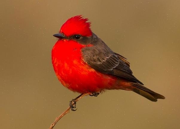 Vermilion-perhosilla on pieni