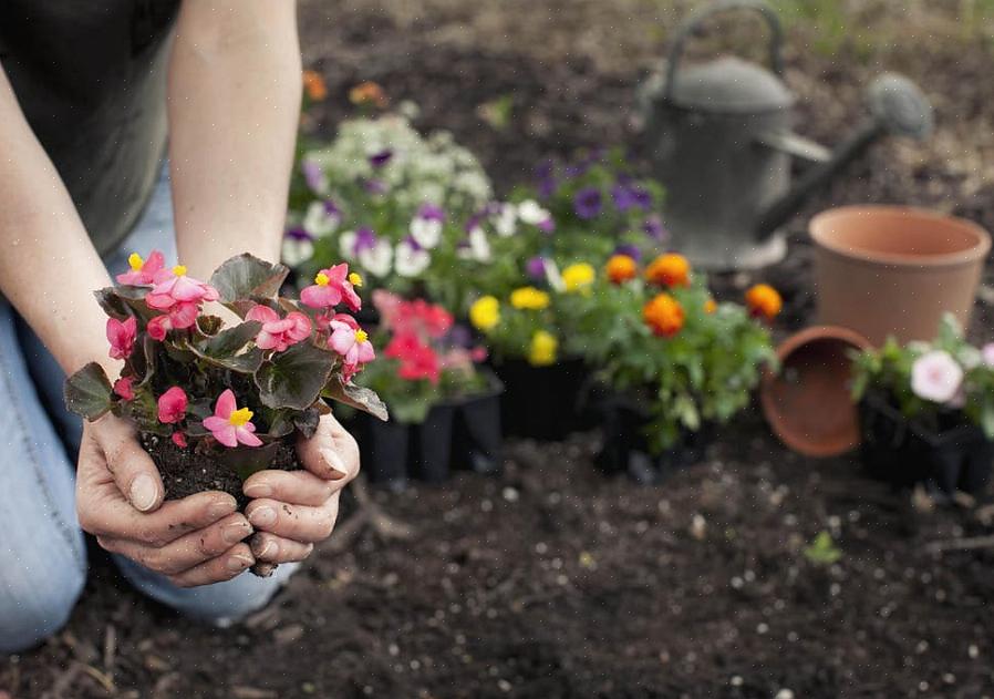 Taimitarhat yrittävät päästä eroon niistä kauden alussa