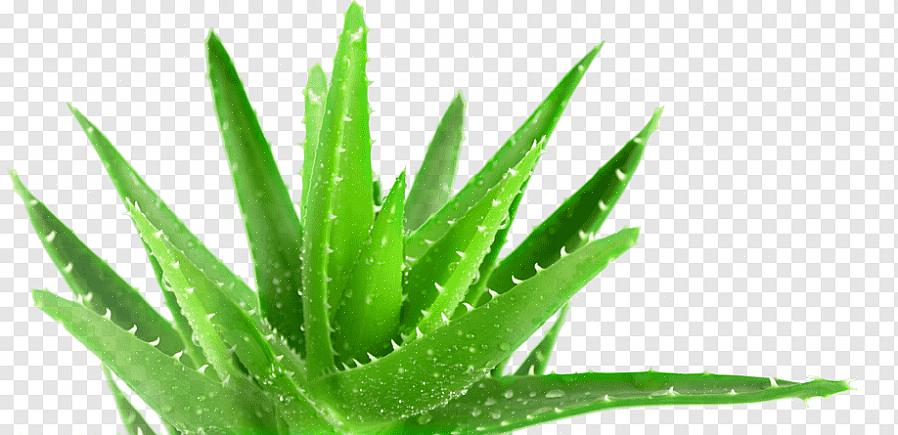 Mutta huonekasvina yleisimmin kasvava on Aloe barbadensis