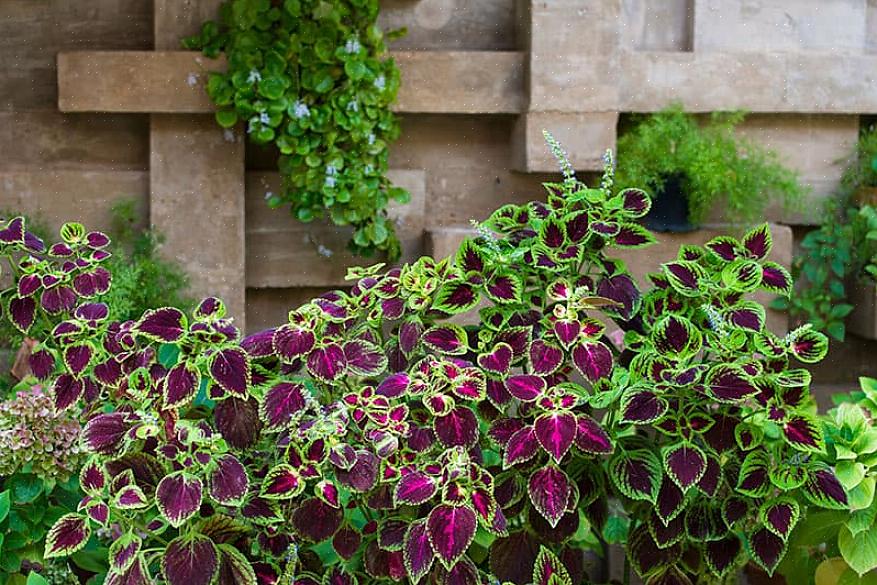 Coleus-kasvit