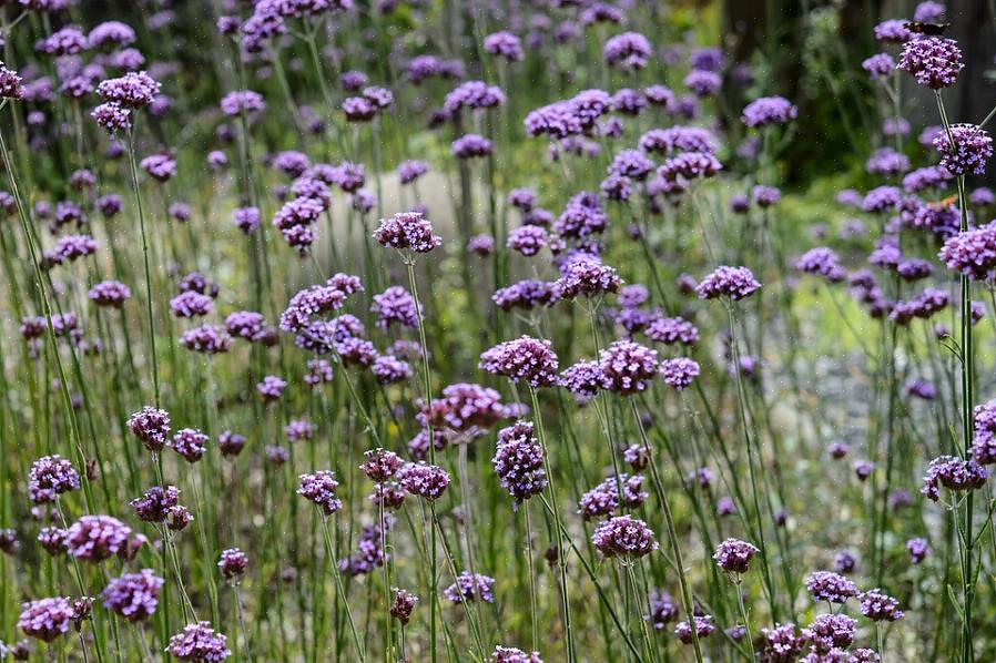 Pitkä verbena (Verbena bonariensis) on yksi kestävä