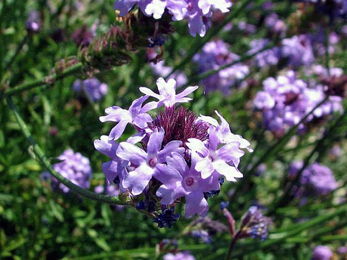 Pitkä verbena loistaa